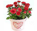 Mini Rose In Heart Pail